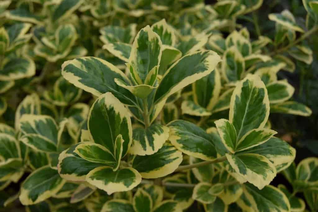 Euonymus japonicus 'Latifolius Albomarginatus' 20-30 cm